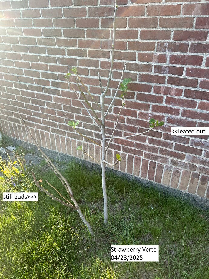Strawberry_verte_ma_04-28-2025