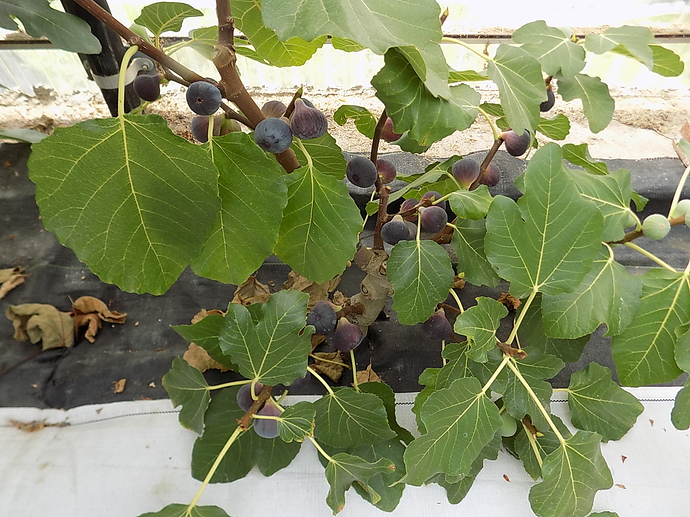 loaded%20BM%20tree%2010%204%202019%20001