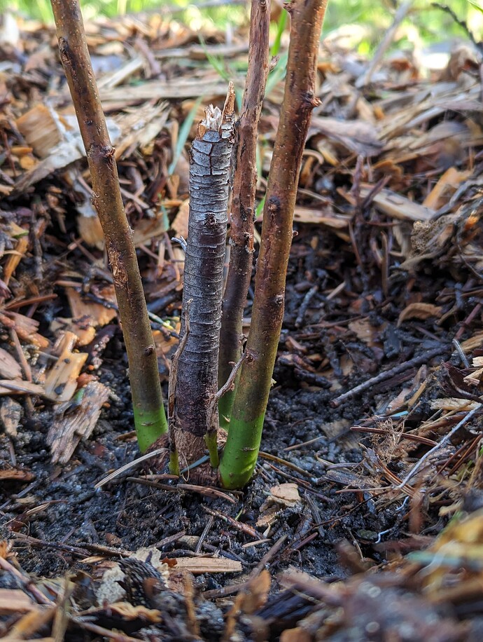 PXL_20240304_173735333