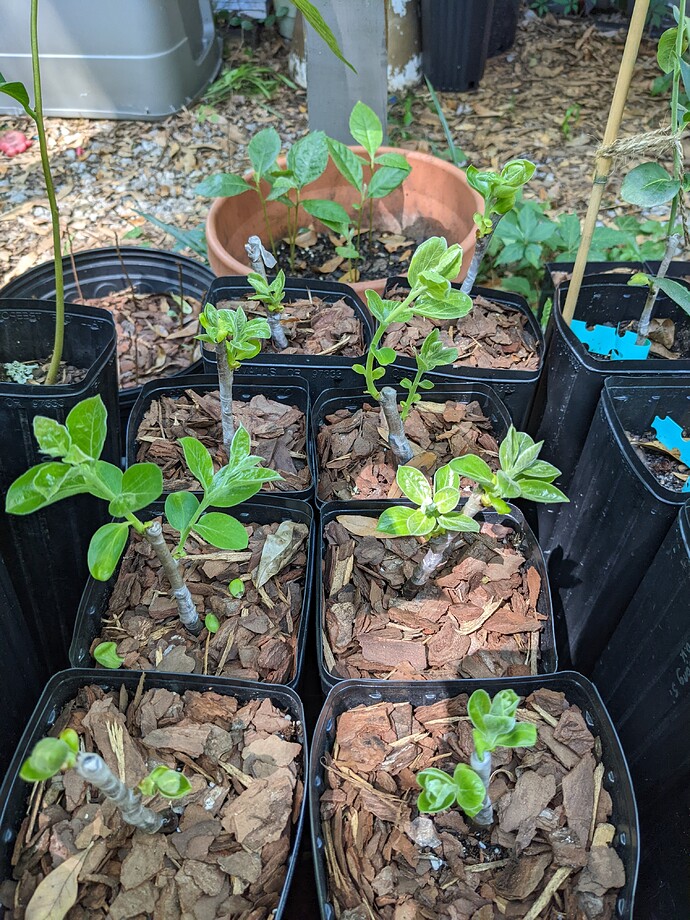 PXL_20220625_193021302