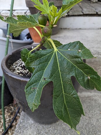 PXL_20240711_202533352