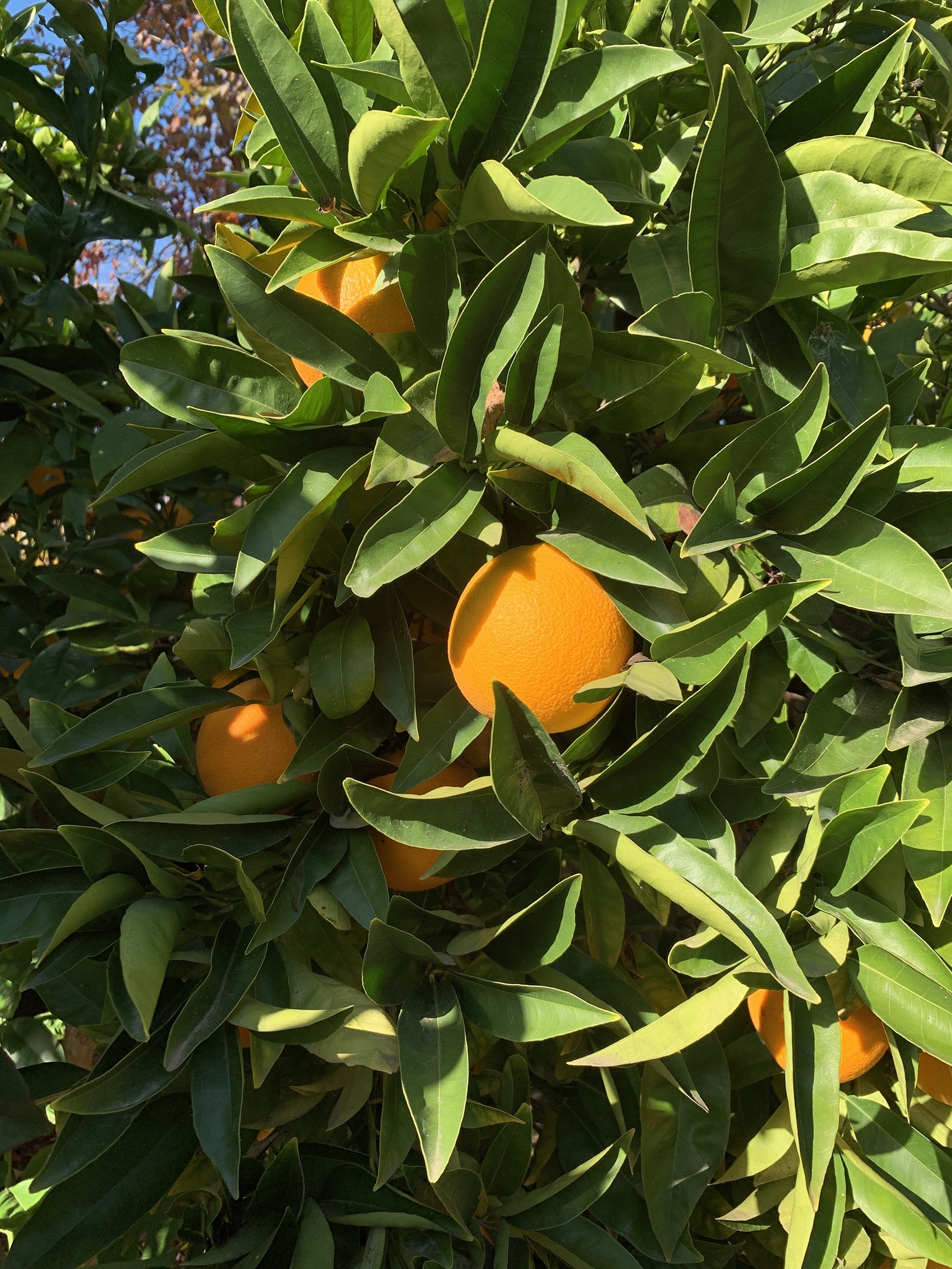 Washington Navel Orange *1 Pictures! Growing Fruit