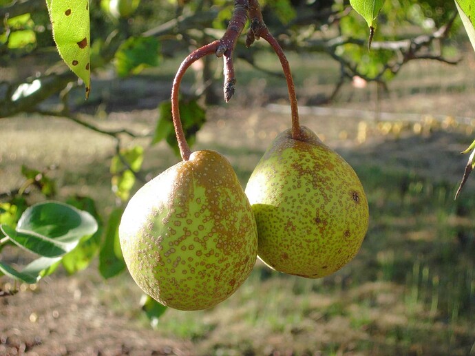 tsu-li-pears-ARS