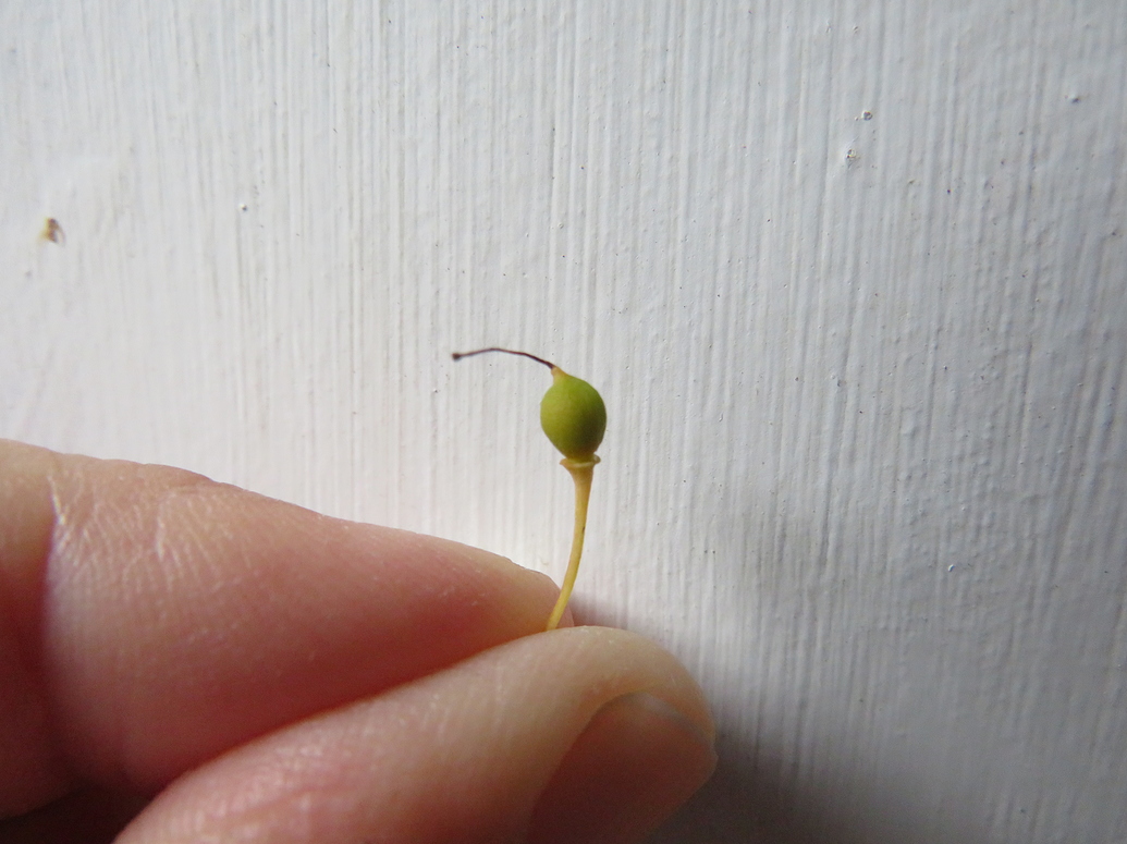 Plum Tree: Fruit Setting question - Pictures! - Growing Fruit