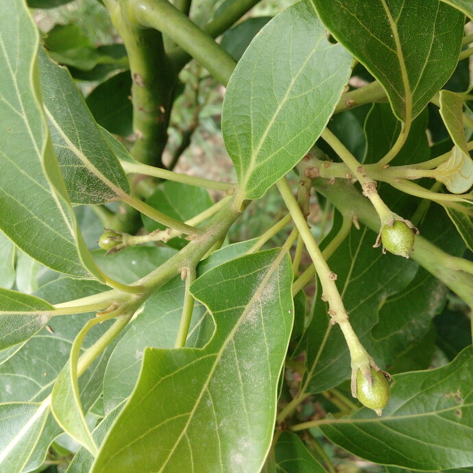 IMG_20220624_153504_1