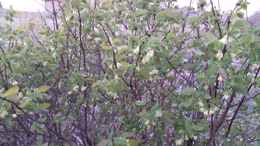 Honeyberry General Fruit Growing Growing Fruit