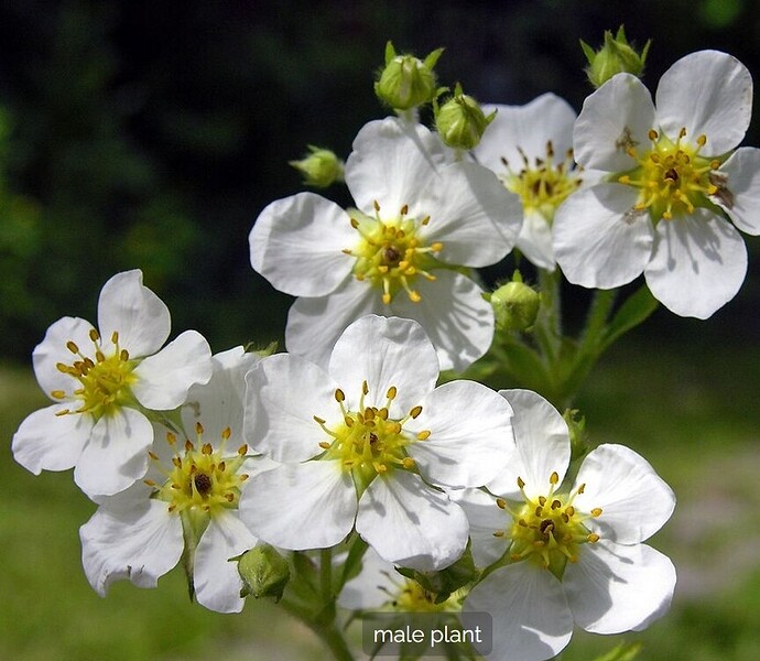 staminate flowers