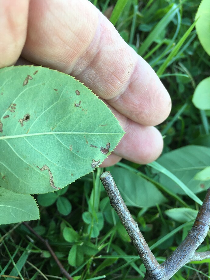 Okatsune smaller diameter View 2 (serviceberry 'Autumn Brilliance' has flat edges on stems & branches)
