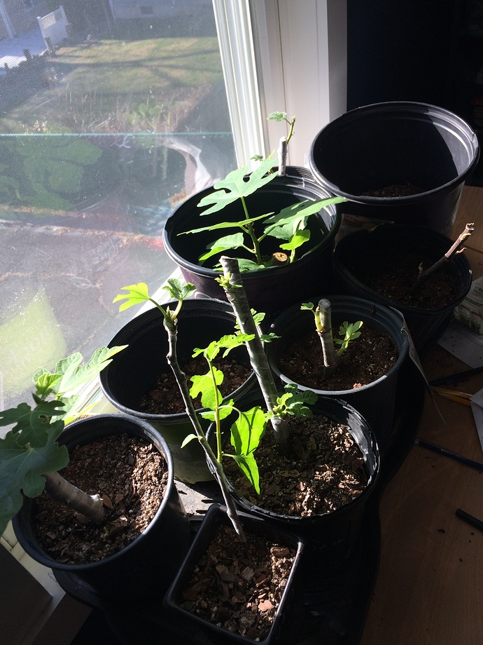 Figs_in_window_12-27-2018