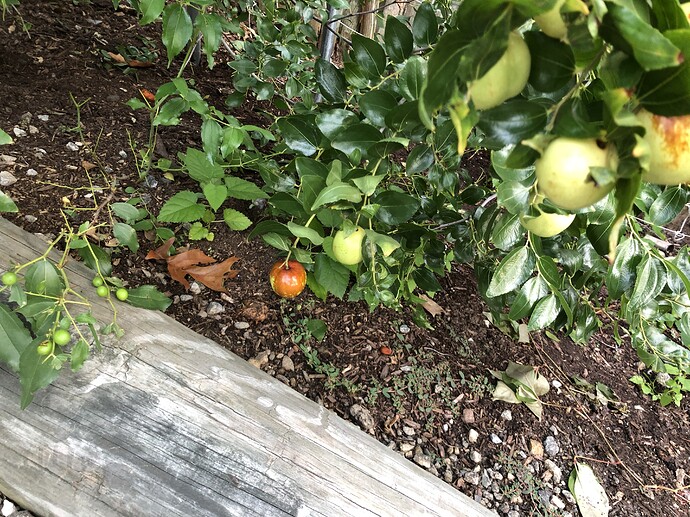 Sugar_Cane_rootstock_sucker_09-30-2021