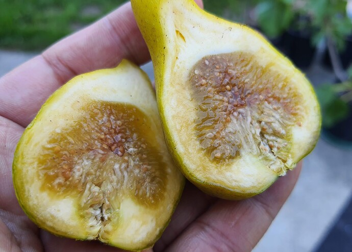 LaRadeck EBT 2 (eastern brown turkey ) 07-02-21