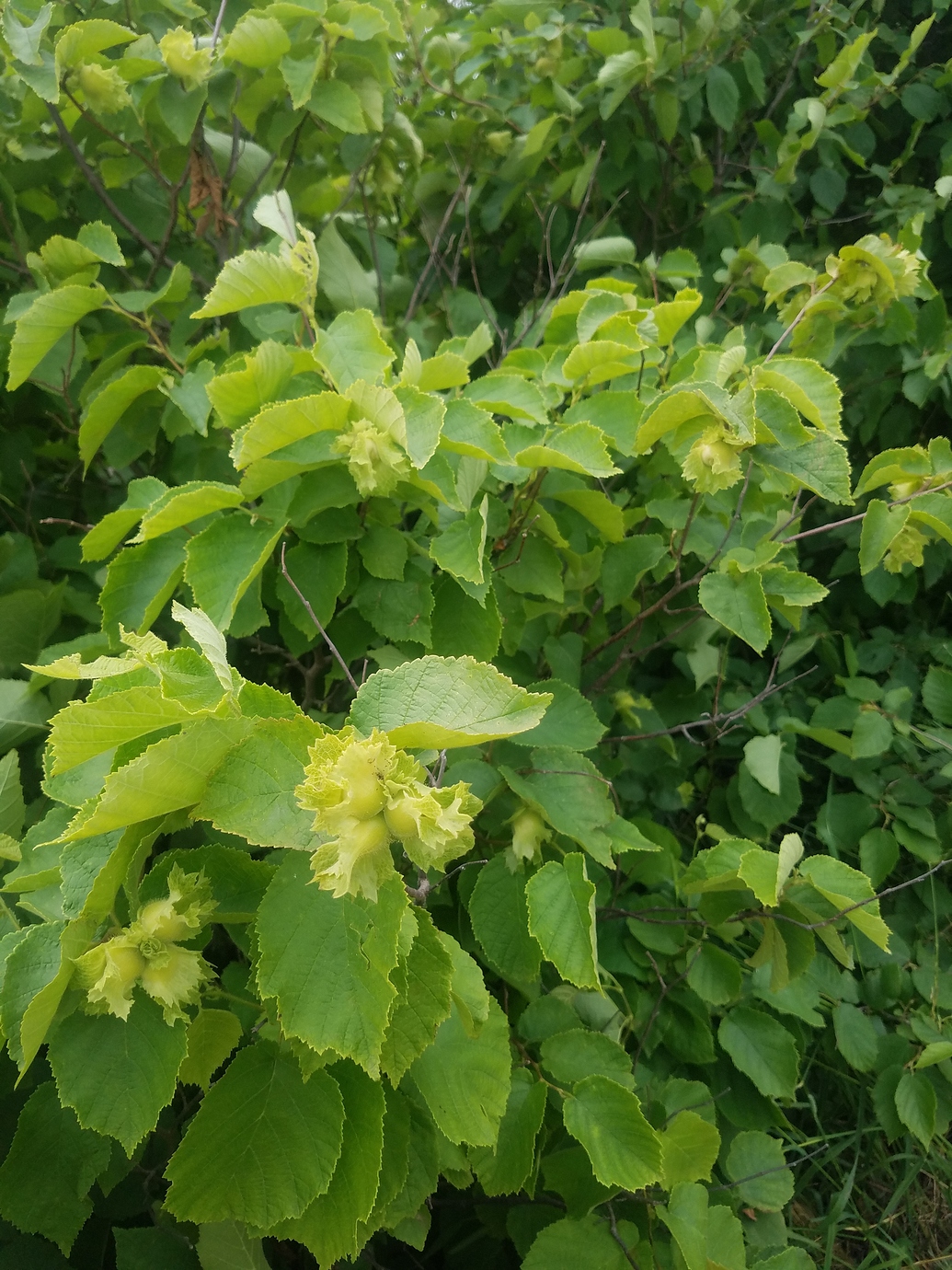 What's the largest native hazelnut? General Fruit Growing Growing Fruit