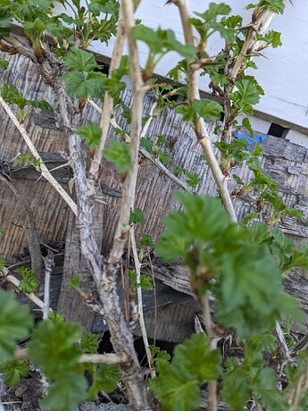 PXL_20240402_162723228