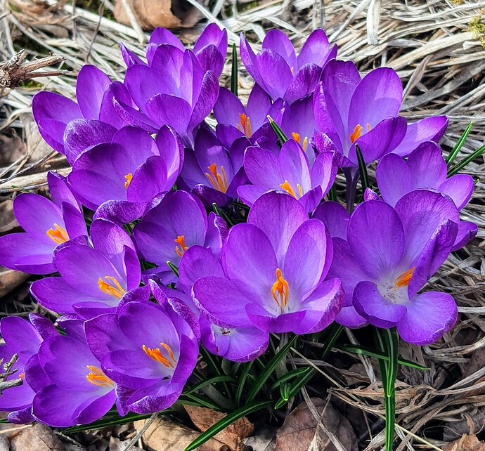 Crocus 03-19-22
