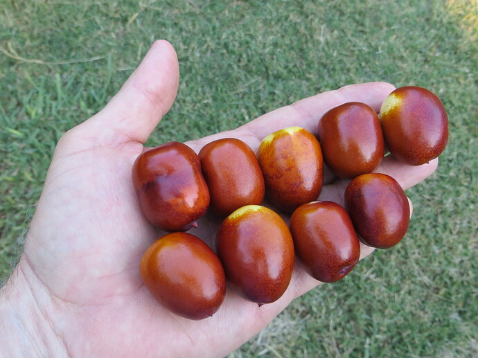 Orange Beauty jujubes 2018