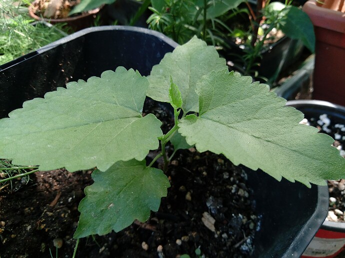 IMG_20240907_114114_064