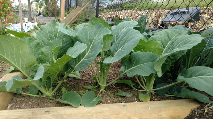 kohlrabi