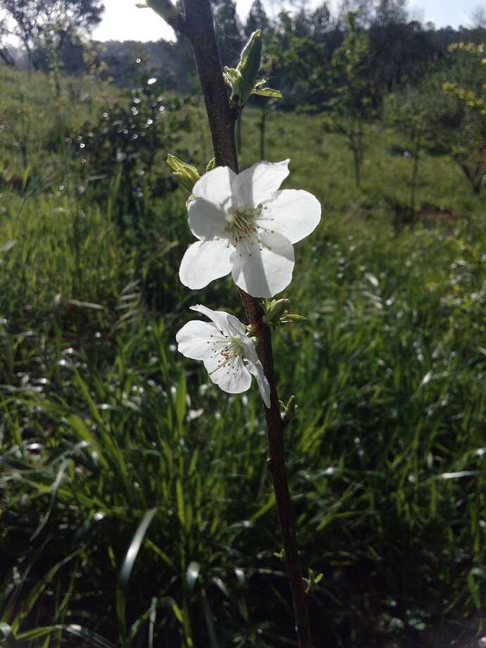 Imagem WhatsApp 2023-03-30 às 14.10.59