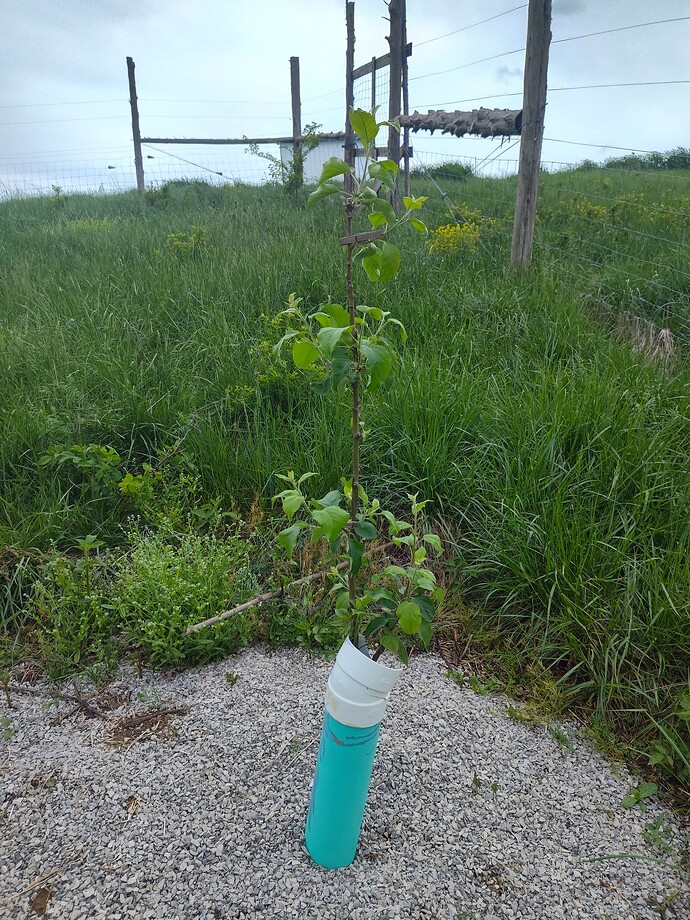 IMG_20250502_175120364_HDR