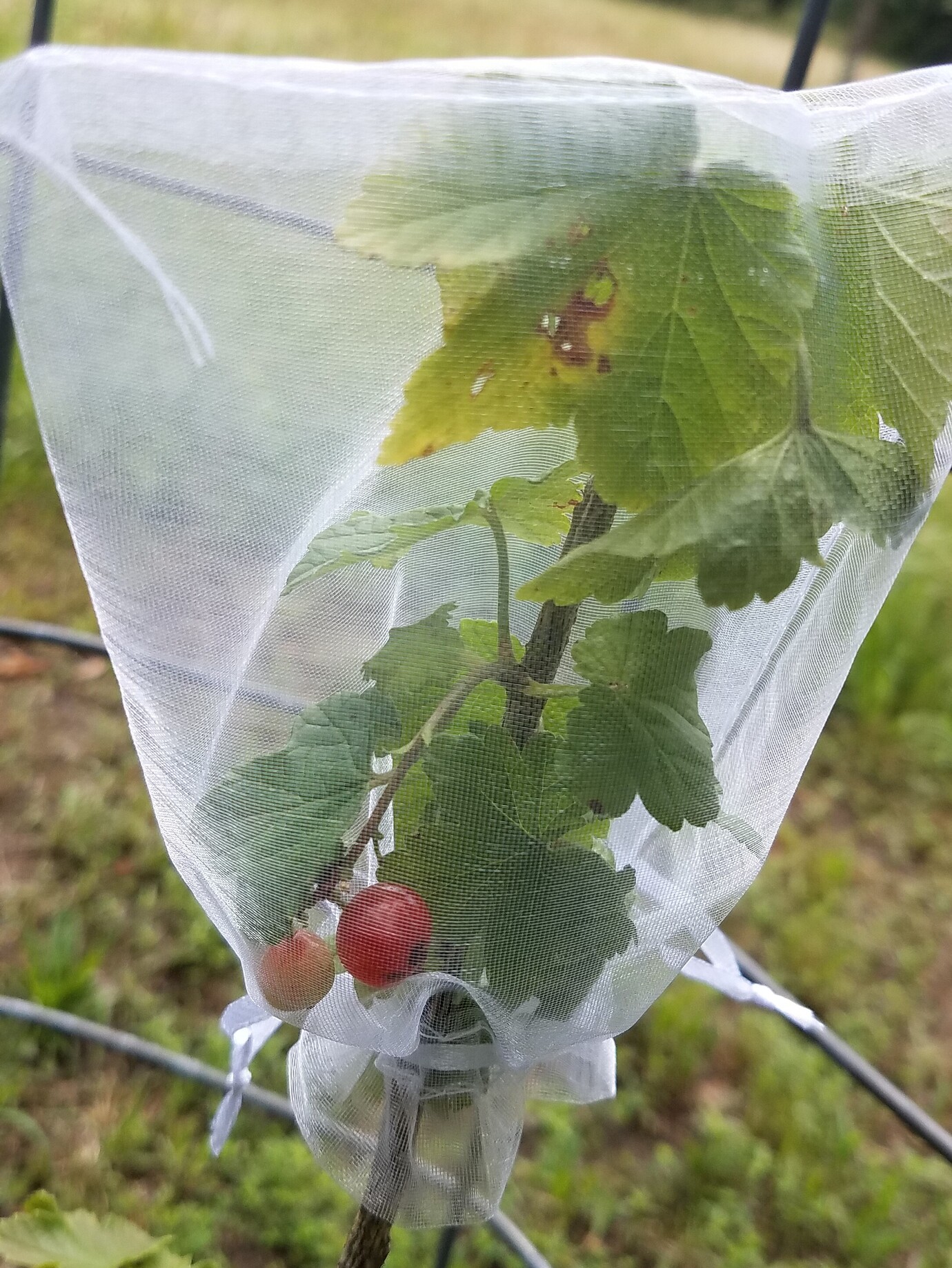 First Ponca blackberry impression General Fruit Growing Growing Fruit