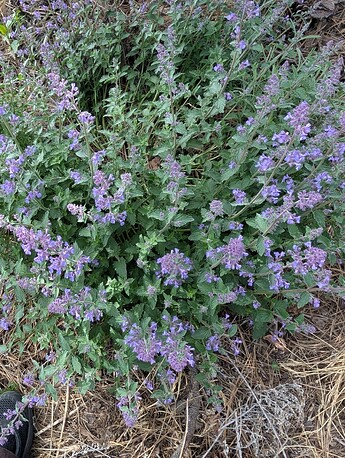 PXL_20250515_204602322