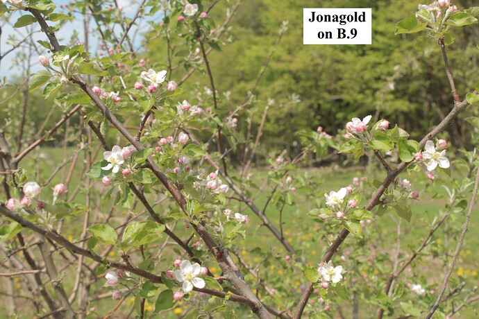 Jonagold