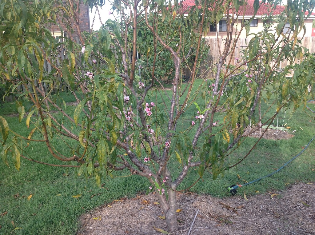 "No chill" peaches in the sub tropics General Fruit Growing Growing