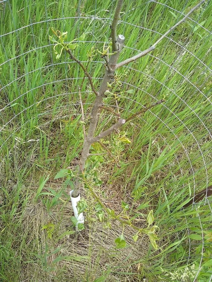 IMG_20200531_121617833