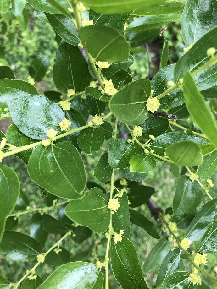Li_flowers_06-18-2022
