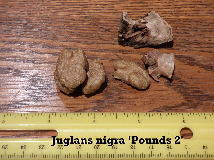 B.walnut 'Pounds 2' 002