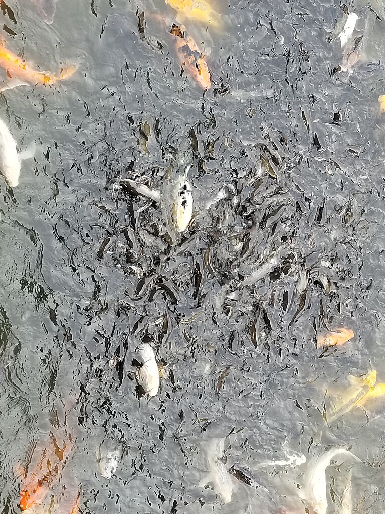 School of Catfish at Omaha zoo Pictures! Growing Fruit