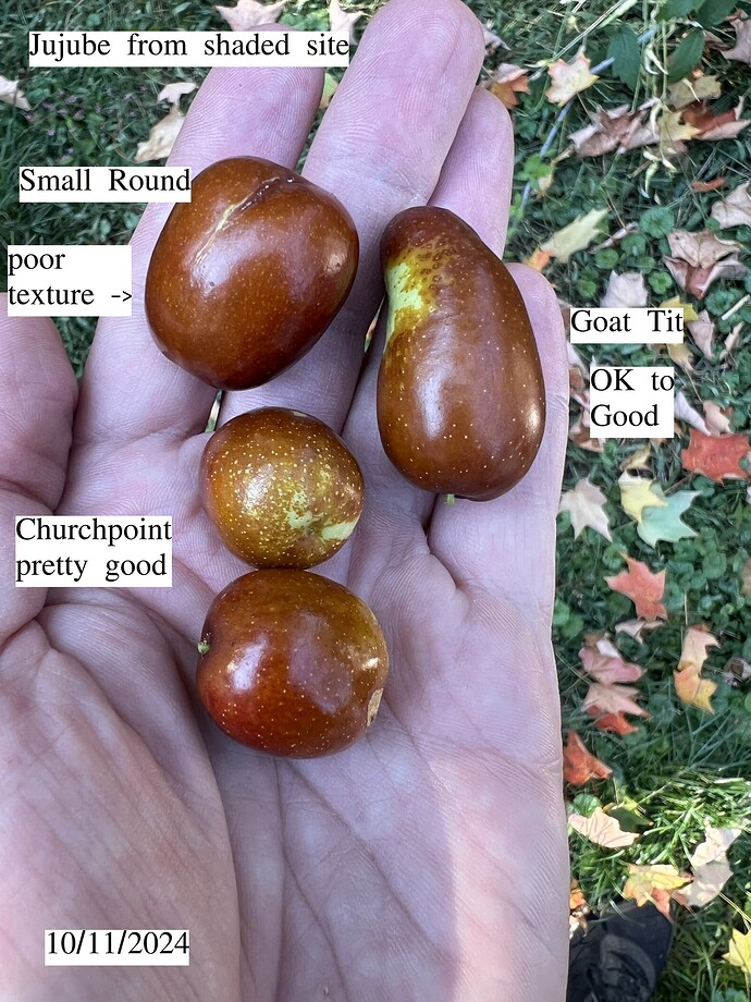 Jujube_shaded_10-11-2024