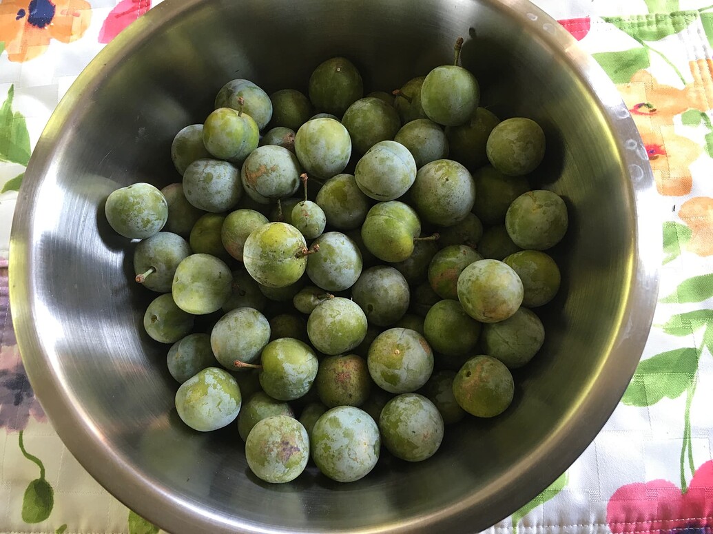 Growing wild plum from seed General Fruit Growing Growing Fruit