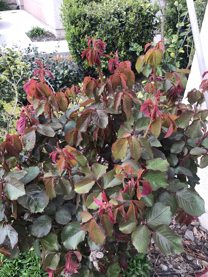 1199F5A6-0C7C-4DD1-A7EA-A3A53D978482