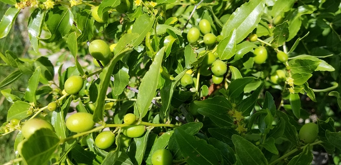 1531587679546613257273722563693