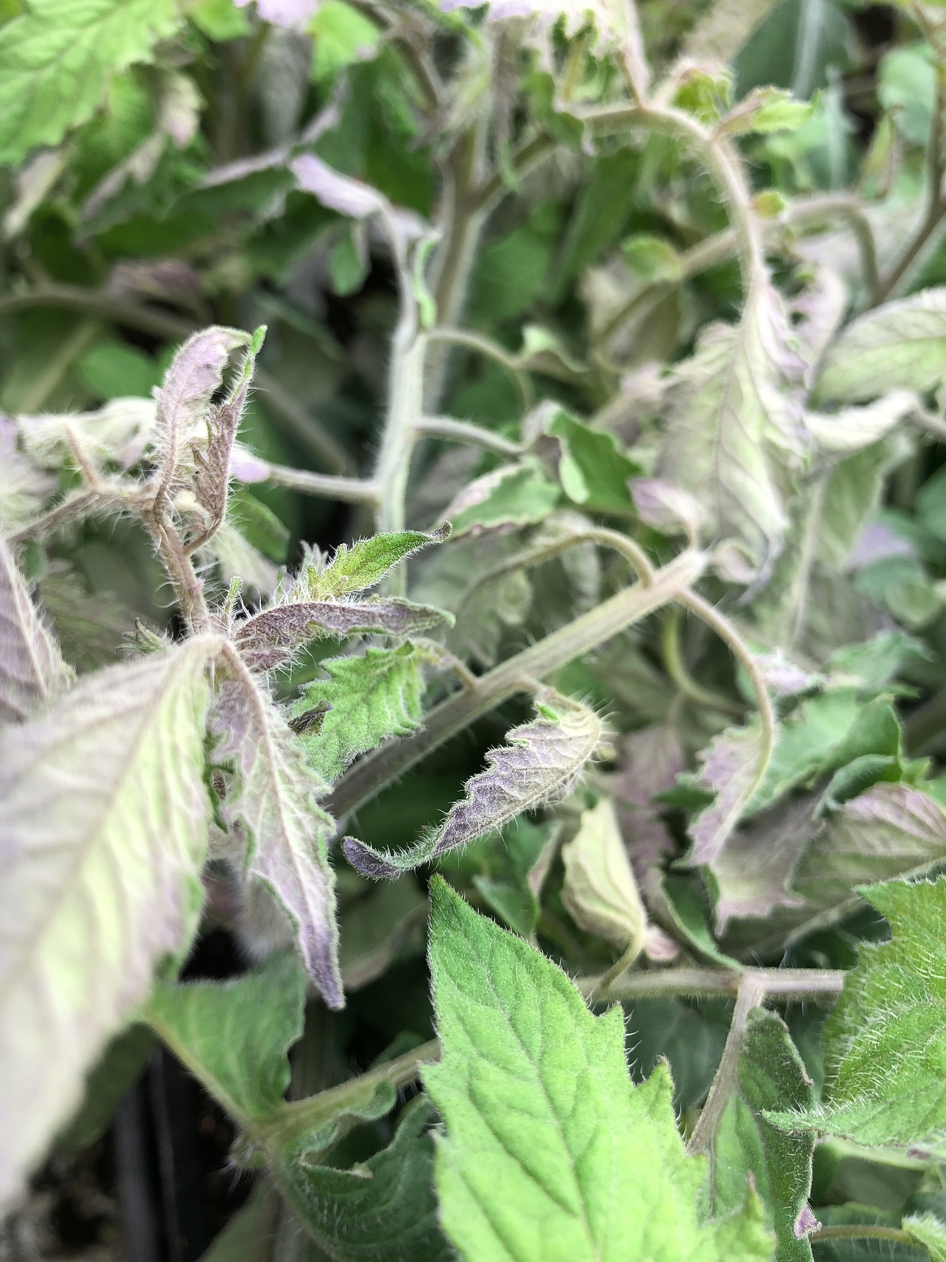 Ok..these look bad (tomatoes) General Gardening Growing Fruit