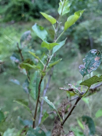 blacklimbertwig