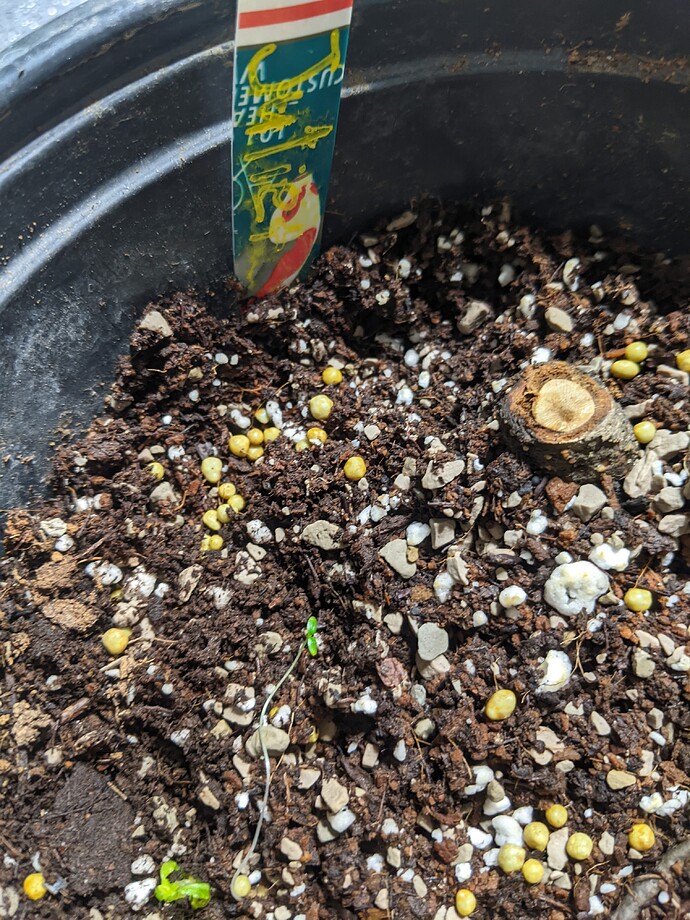 PXL_20220415_233944508