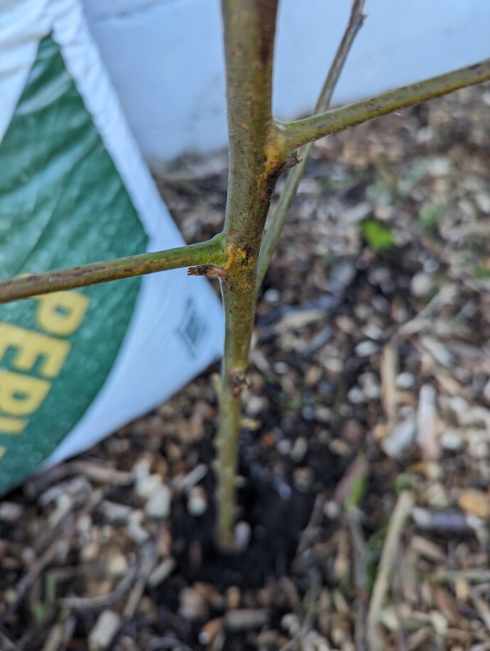 PXL_20240304_174340649