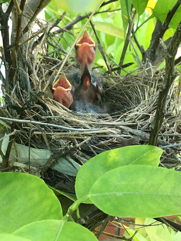 Bird nest 21
