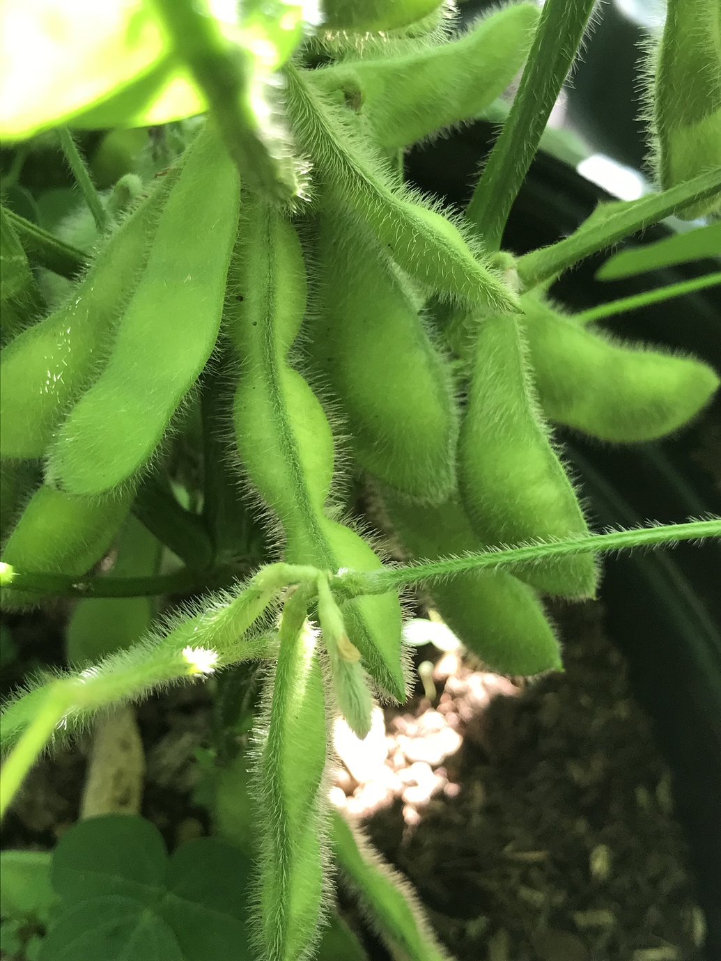 Grow Edamame or Soybean in Pot General Gardening Growing Fruit