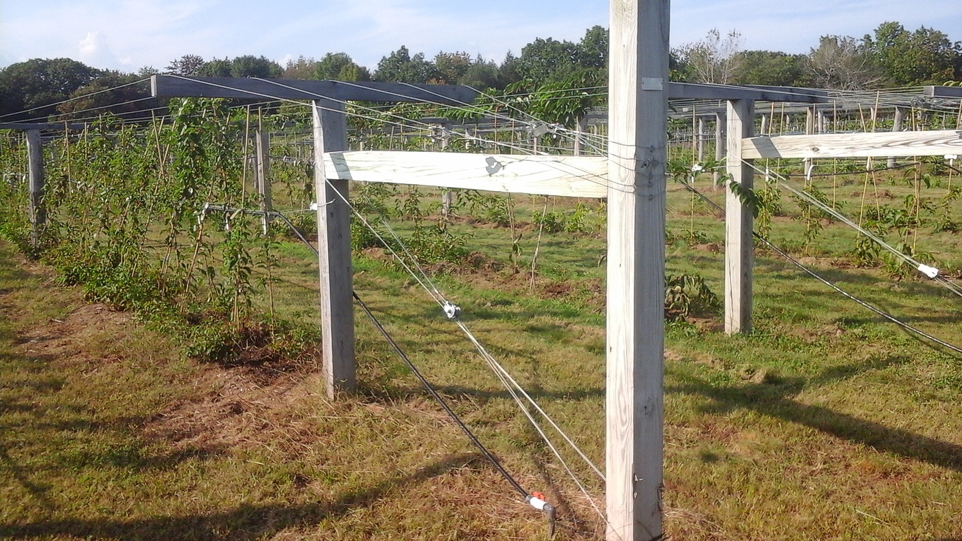 Hardy Kiwi Growers... What do you use for a trellis? General Fruit