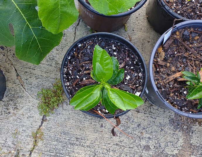 IMG_20250504_190452915~2