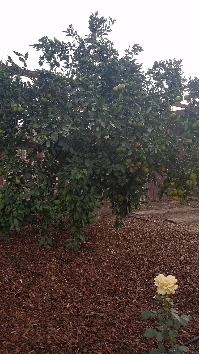 Our Lovely Satsuma Pictures! Growing Fruit