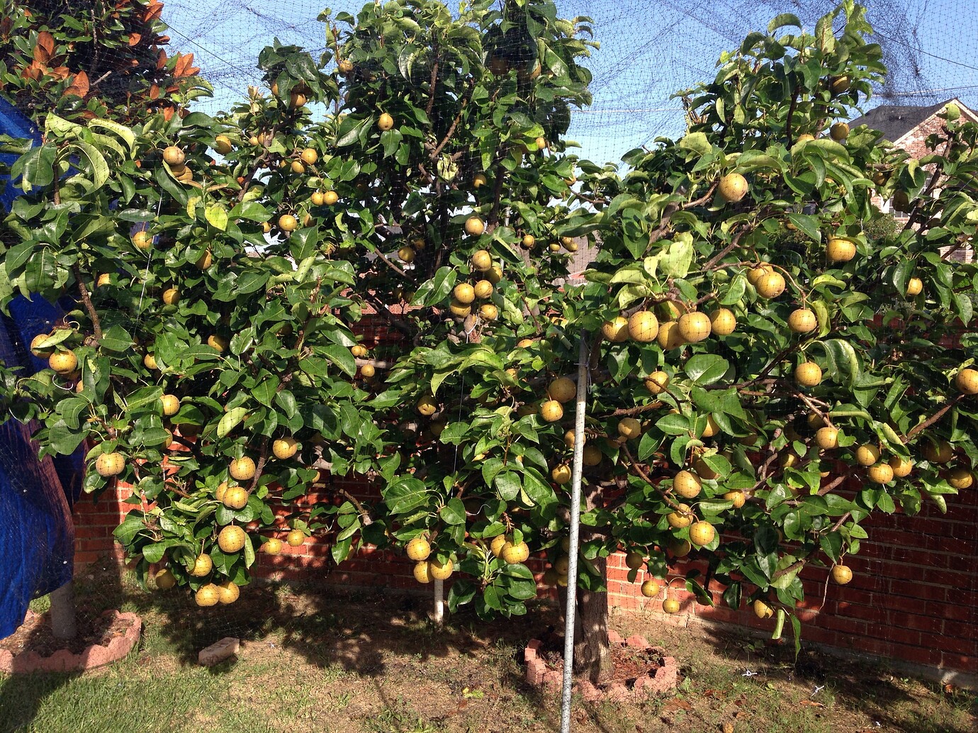 My backyard Garden Pictures! Growing Fruit
