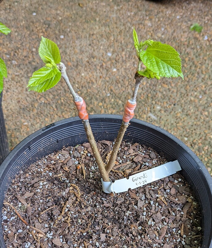 PXL_20240505_170813613~2