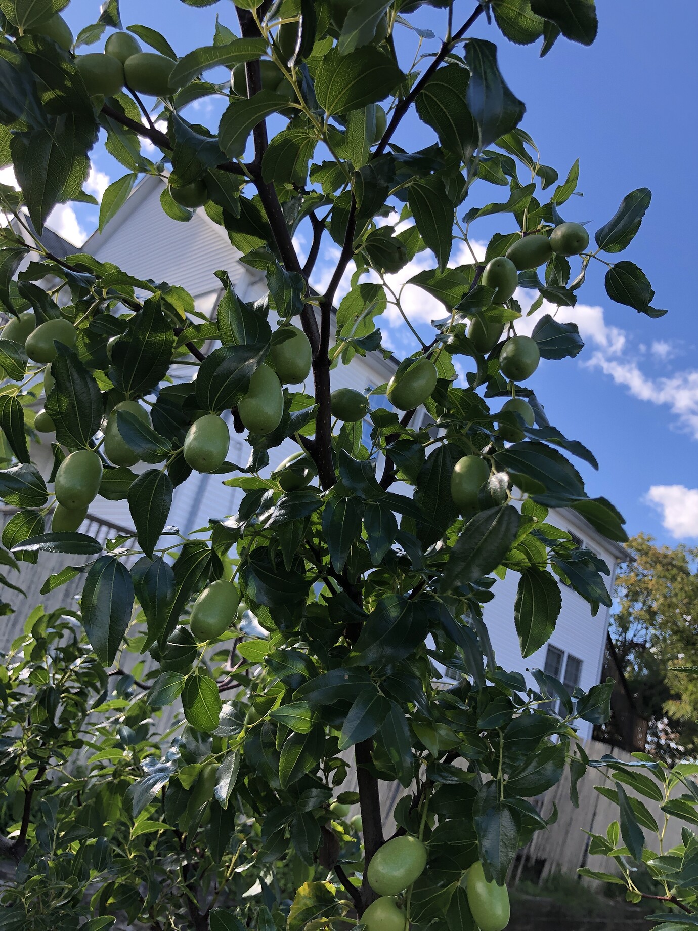 Jujube zone 7b General Fruit Growing Growing Fruit