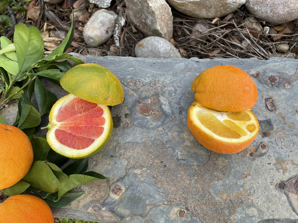Navel oranges look unripe in San Diego General Fruit Growing