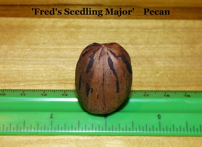 'Fred's%20Seedling%20Major'%20Carya%20illinoinensis%202018%20008