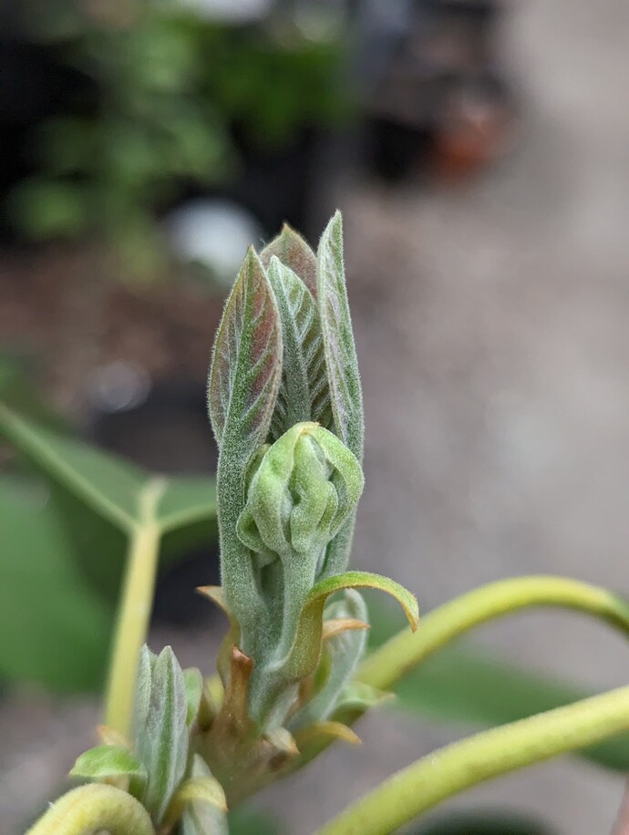 PXL_20240321_011106584